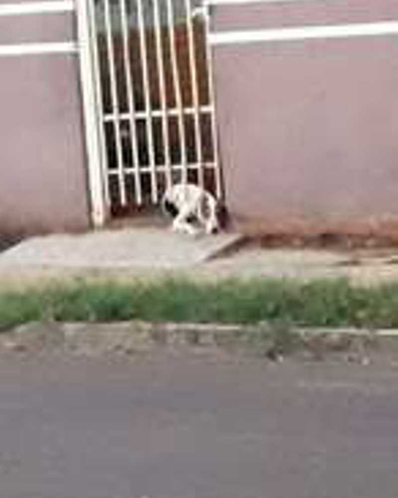 Cão é abandonado sem comida, água e no meio de fezes em Campo Grande, denuncia leitor