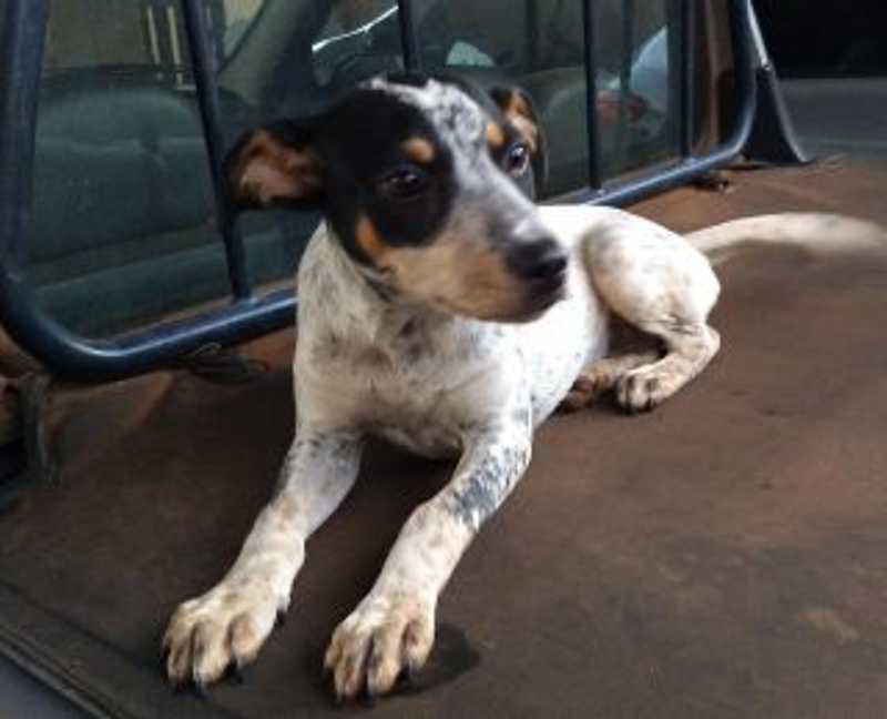 VÍDEO: tutor abandona cachorrinha e moradora resgata, em Campo Grande, MS