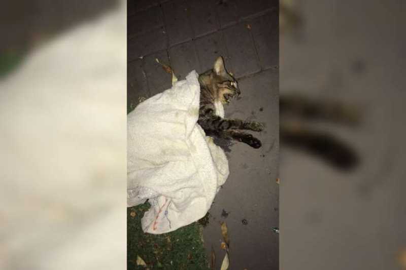 Mortes em série de gatos em condomínio de Campo Grande (MS) intrigam moradores; vídeo