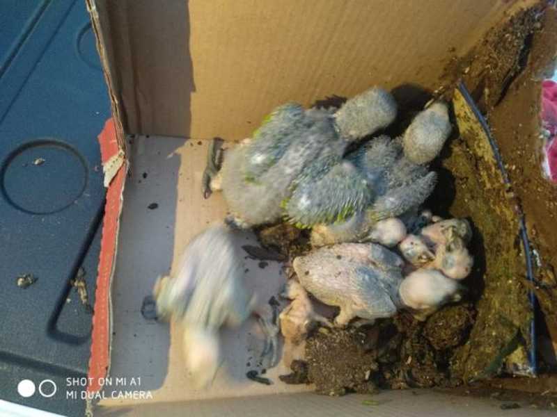 Com 11 filhotes de papagaio, homem é multado em R$ 60 mil por tráfico em Novo Horizonte do Sul, MS