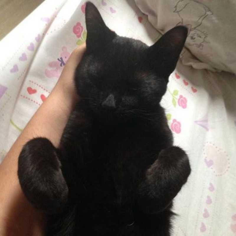 Gato preto espancado na sexta-feira 13 tem patinha amputada