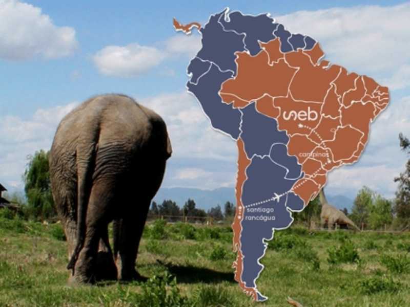 Campanha de arrecadação para vinda de elefanta chilena só tem 23% do valor necessário