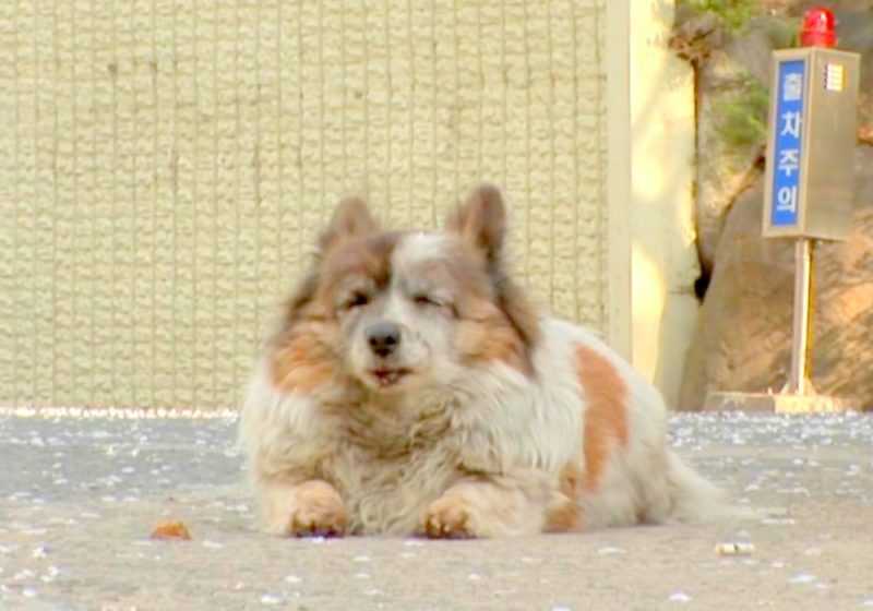 Cão abandonado há 10 anos ainda espera por seu tutor na frente da casa onde foi deixado para trás