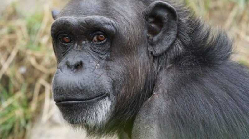 O Manifesto: chimpanzés são fósseis viventes humanos