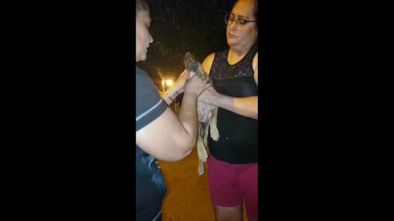 Cléo Moura (à esquerda) e uma amiga ajudam cãozinho que foi envenenado