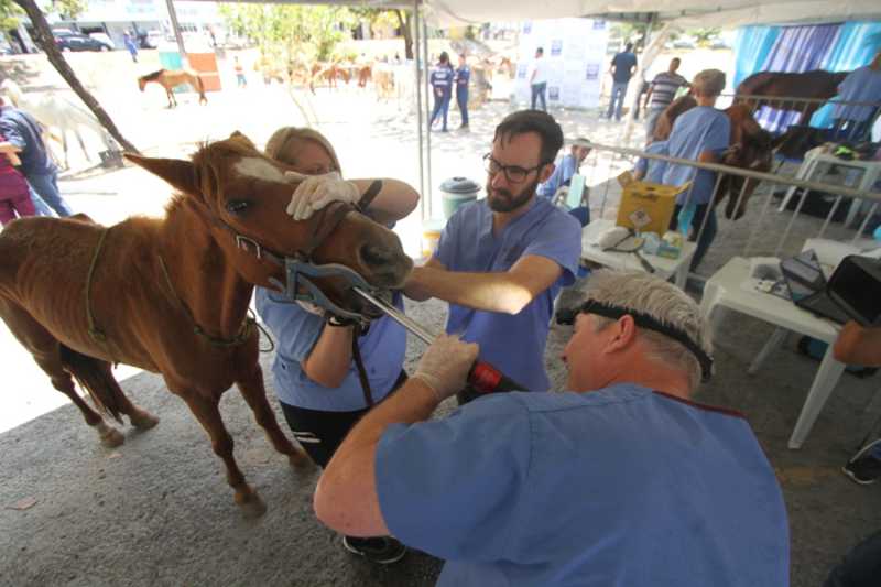 Animais de grande porte são resgatados das ruas e recebem tratamento em Jaboatão dos Guararapes, PE