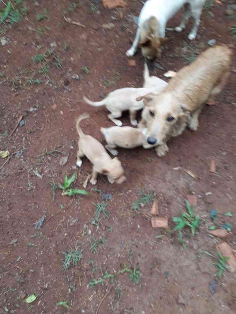 Abandono e mortes brutais: distrito em Cascavel (PR) vira ponto de ‘descarte’ de cães
