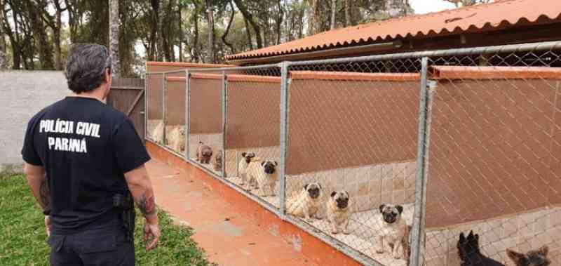 Projeto de lei pretende proibir venda de animais domésticos em pet shops e veterinárias do Paraná