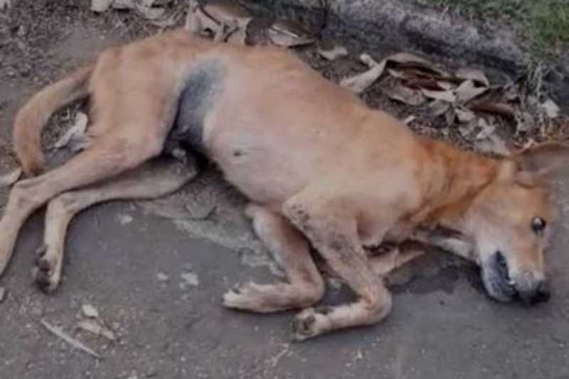 Casos de envenenamento de animais revoltam moradores de Tapira, PR