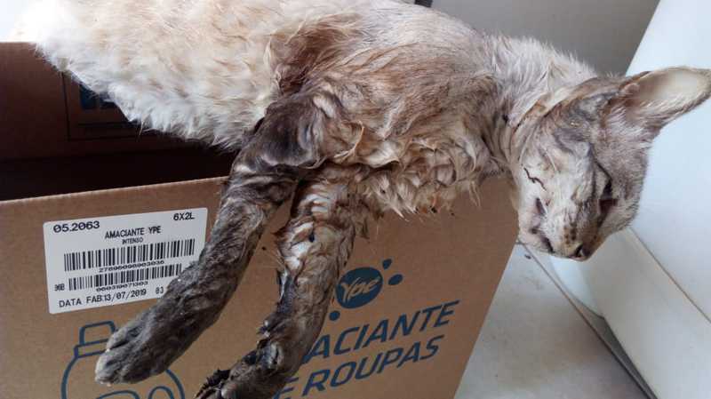 Família denuncia envenenamento de gatos em Umuarama, PR