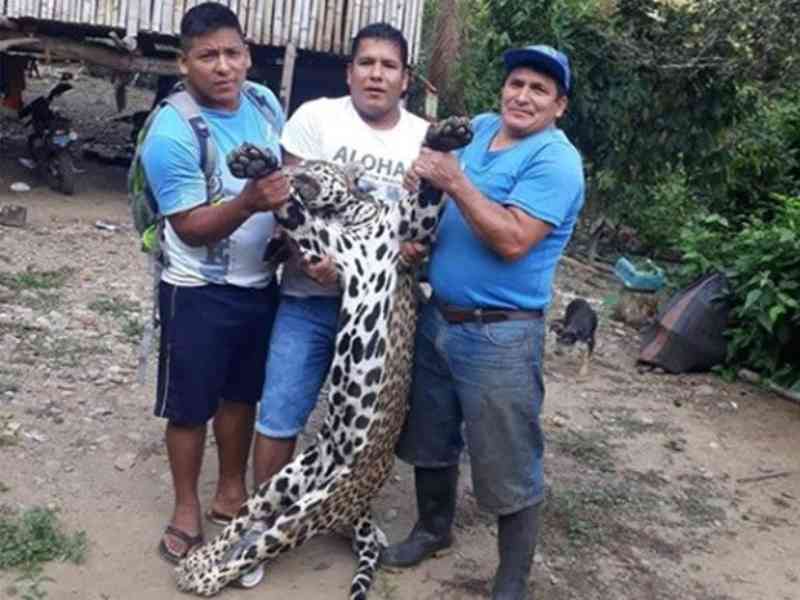 Homens matam onça-pintada no Peru para tirar foto com o cadáver