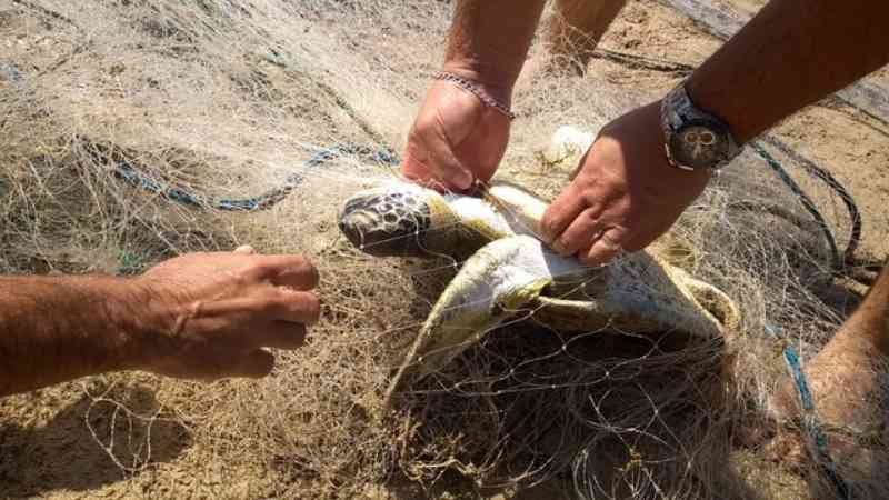 Tartarugas morrem enroladas em rede de pesca em praia de Búzios, no RJ
