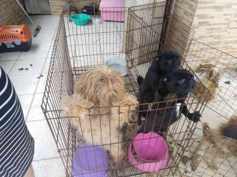 Cachorros vítimas de maus-tratos são resgatados em Rio das Ostras, no RJ