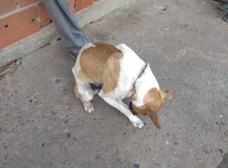 Cachorro é resgatado ferido após ser abandonado e amarrado em fio de cobre no RJ