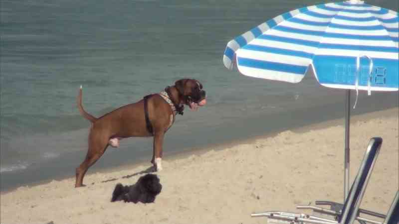Entra em vigor lei que libera cachorros nas praias do Rio