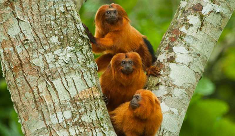Por melhor qualidade de vida dos micos-leões-dourados, 20 mil árvores serão plantadas