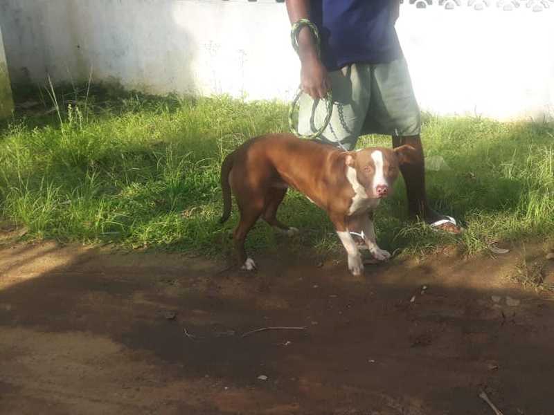 Pit bull abandonado e com sinais de maus-tratos é resgatado em Maricá, no RJ