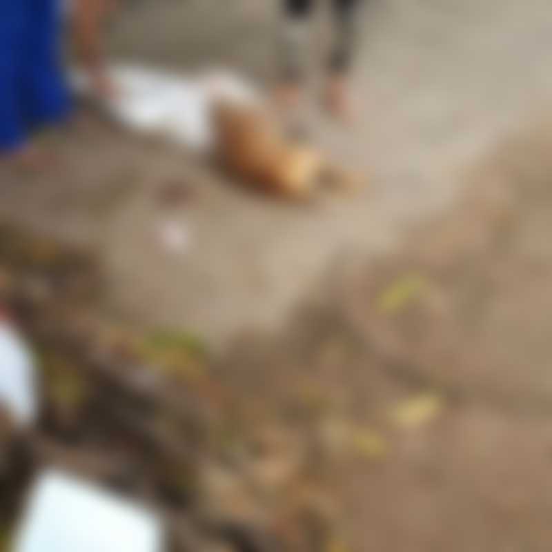 Homem mata cachorro do vizinho a facada e é detido pela polícia em Boa Vista, RR