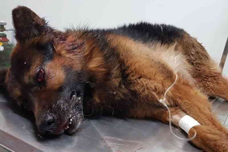 Cachorro é agredido pelo tutor com uma pá em Santa Cruz do Sul, RS
