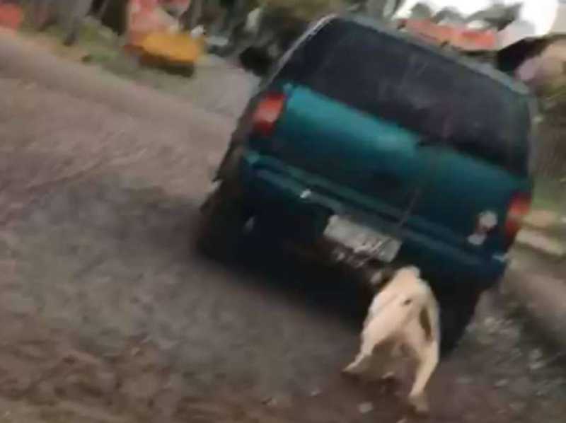 Cão puxado por corda em carro não tem ferimentos, diz ONG