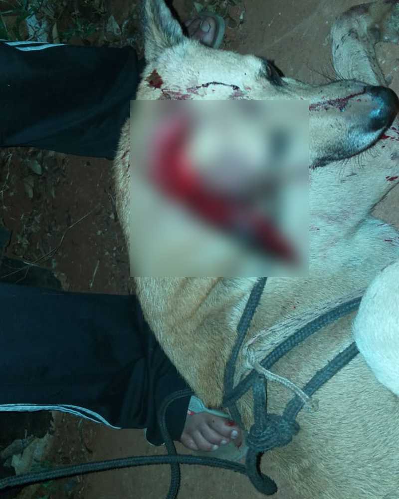IMAGENS FORTES: Cachorro é atacado com facão em Santa Rosa, RS