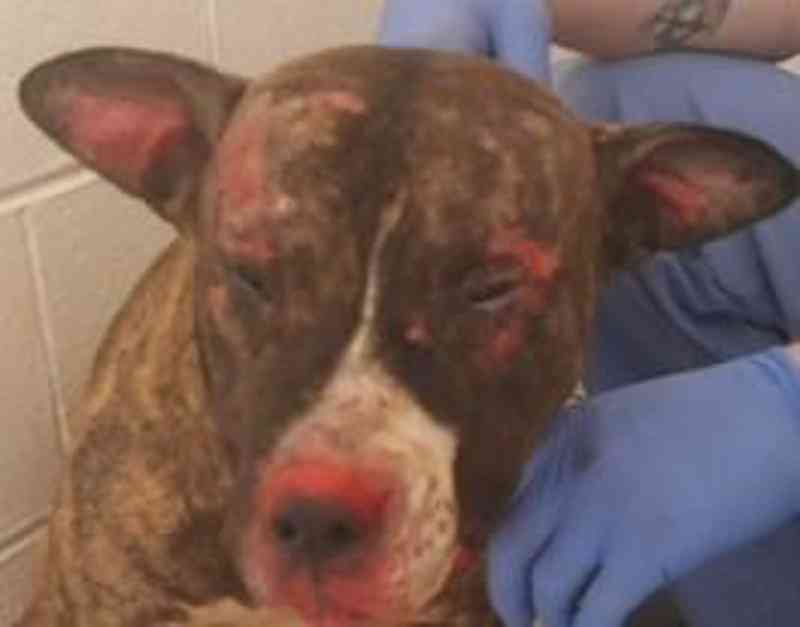 Homem pega 5 anos por torturar até a morte Tommie, o pit bull