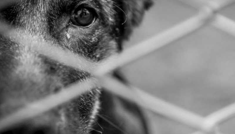 Tutor de cachorro encontra animal com a boca colada em Concórdia, SC