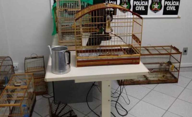 Homem suspeito de vender pássaros silvestres é preso em Mafra, no Planalto Norte de SC