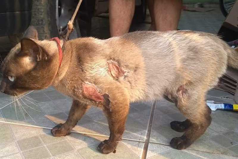 Gato sofre vários ferimentos após ser amarrado em moto e arrastado em Xanxerê, SC
