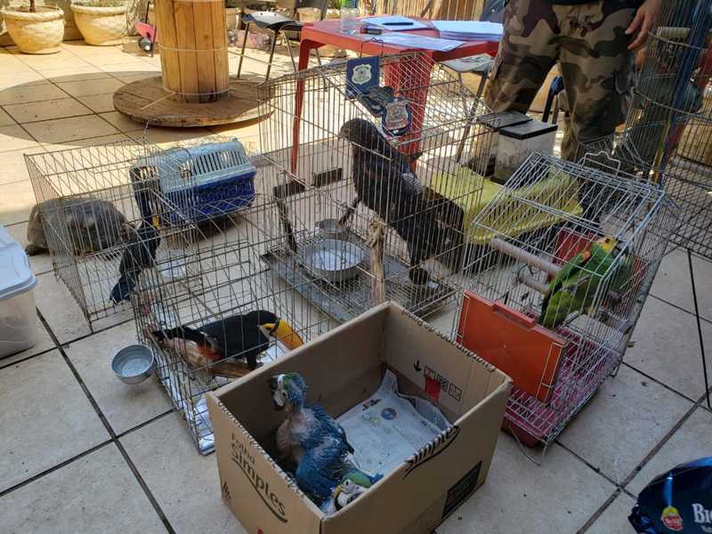 Polícia Federal faz operação contra tráfico de animais silvestres