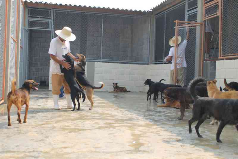 Ideia pioneira em Taubaté (SP) põe presos em ressocialização cuidando de animais abandonados