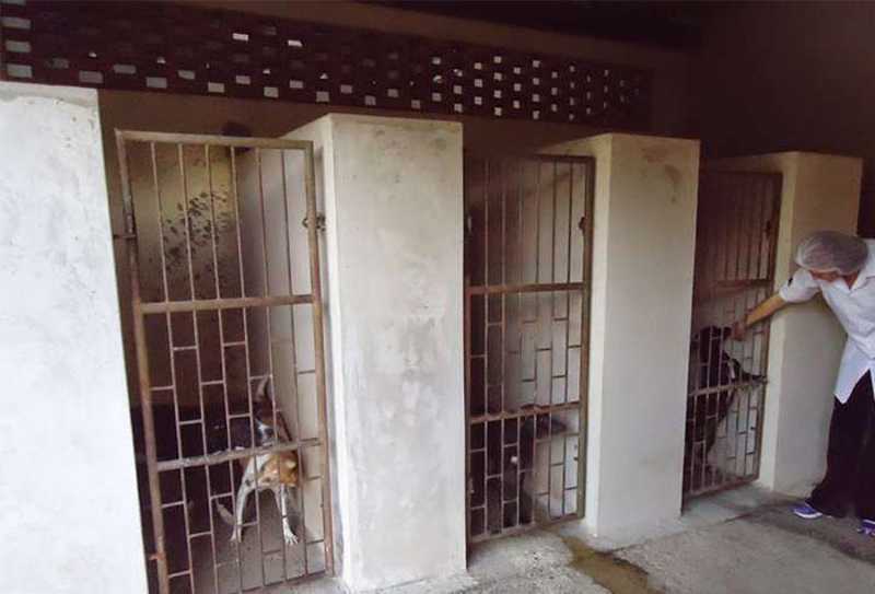 Prefeitura de Ibaté (SP) é acusada de exterminar animais com injeções de gasolina e enforcamento