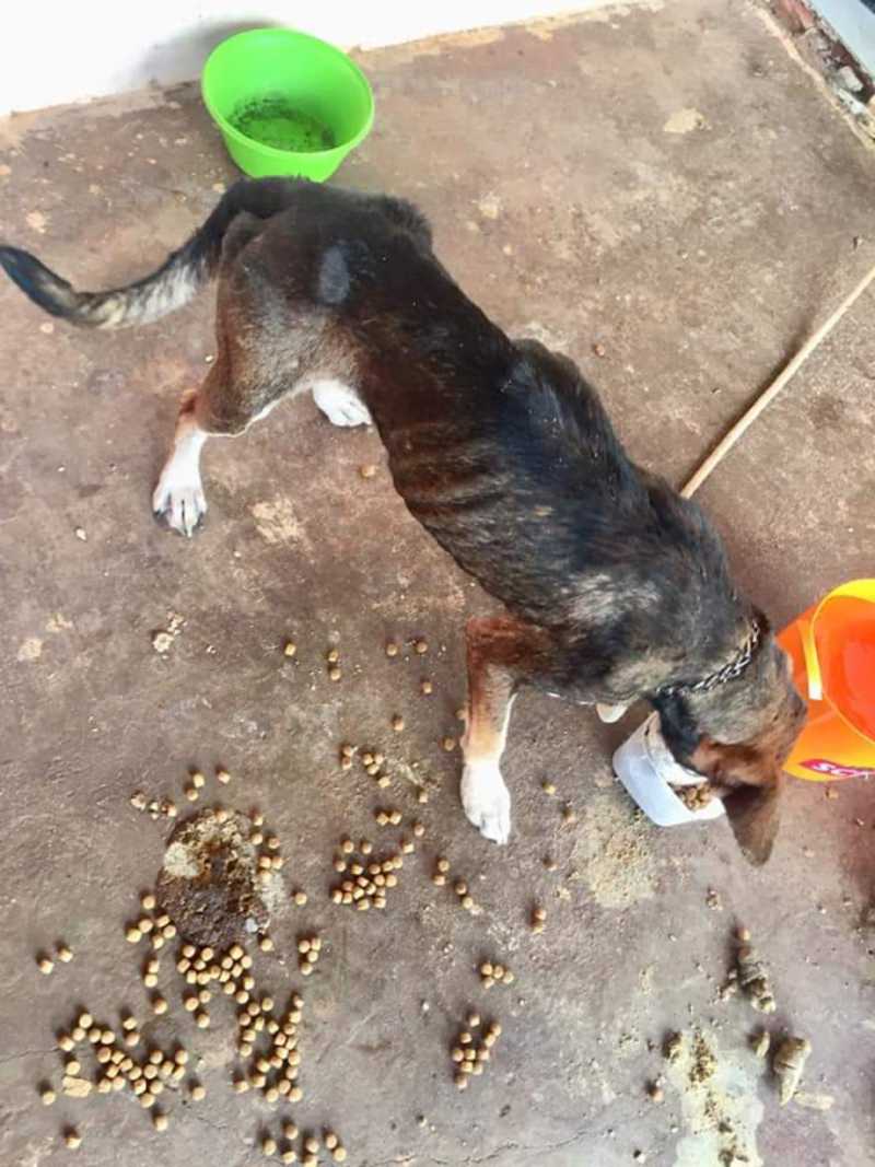 Família se muda e abandona cães sem água e comida em Jaú, SP