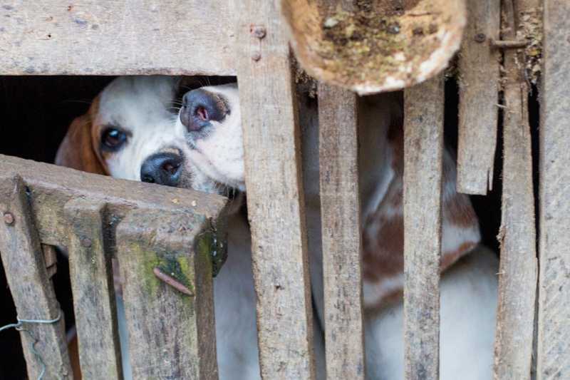 Homem é detido por manter cães e galos em gaiolas, em Natividade da Serra, SP