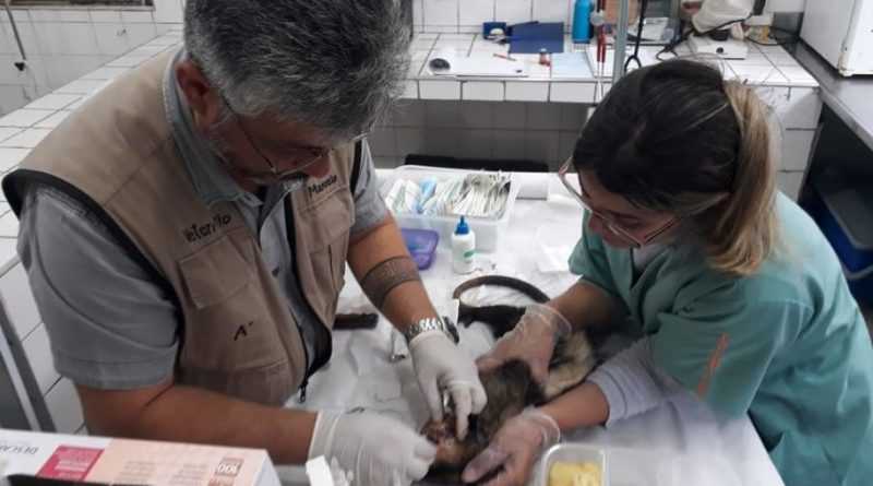 Semasa resgata gambá apedrejado em Santo André, SP
