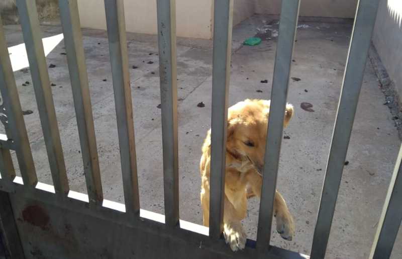 Defesa Animal resgata cachorro vítima de maus-tratos em São Carlos, SP