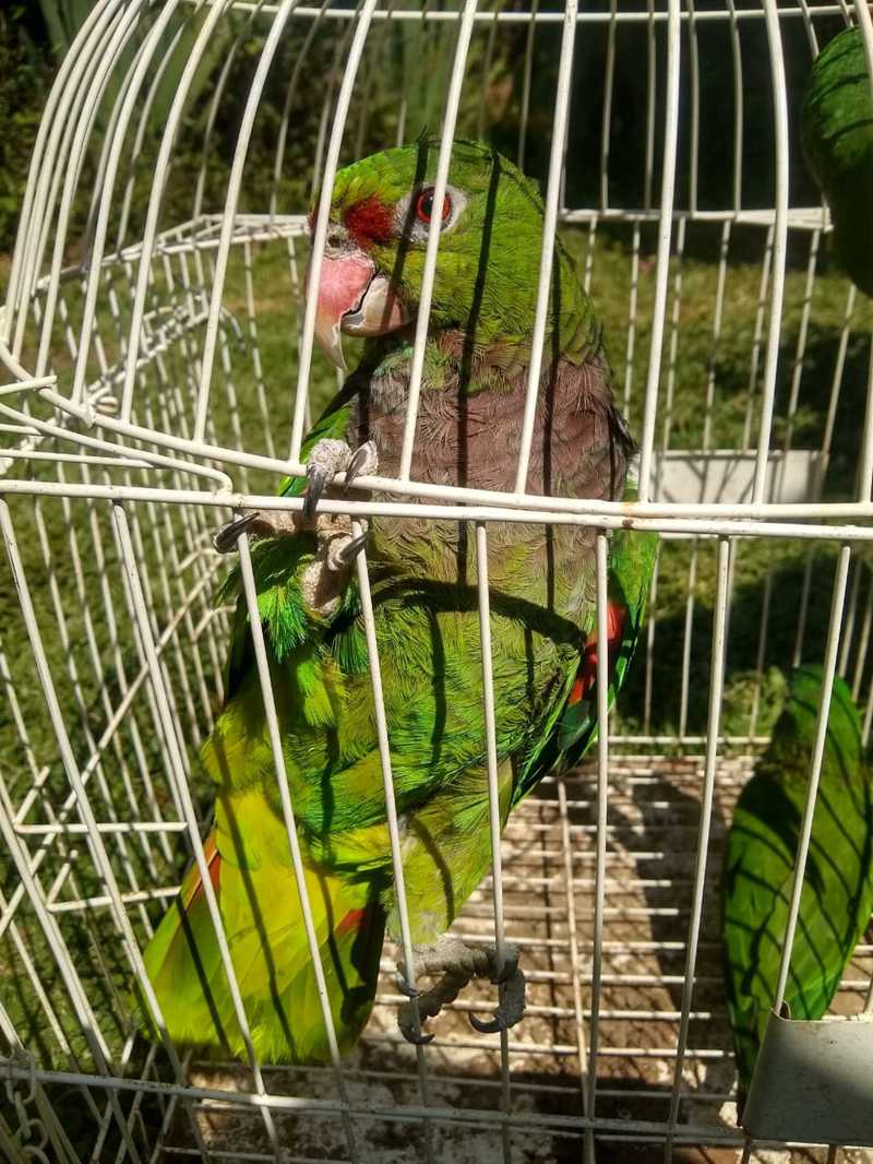 Papagaio-de-peito-roxo também está ameaçado de extinção — Foto: Divulgação/Polícia Ambiental