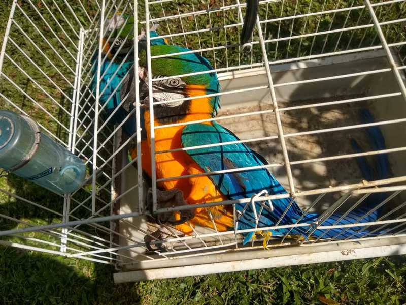 Aves são resgatadas de cativeiro ilegal em São José dos Campos, SP