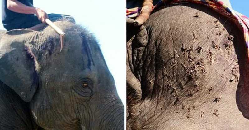 Autoridades pedem que turistas não montem em elefantes em destinos turísticos após divulgação de imagens terríveis