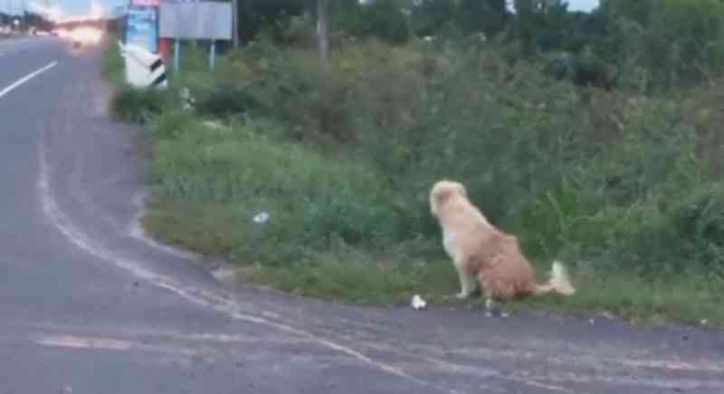 Cachorro passa quatro anos esperando pelos tutores em beira de estrada