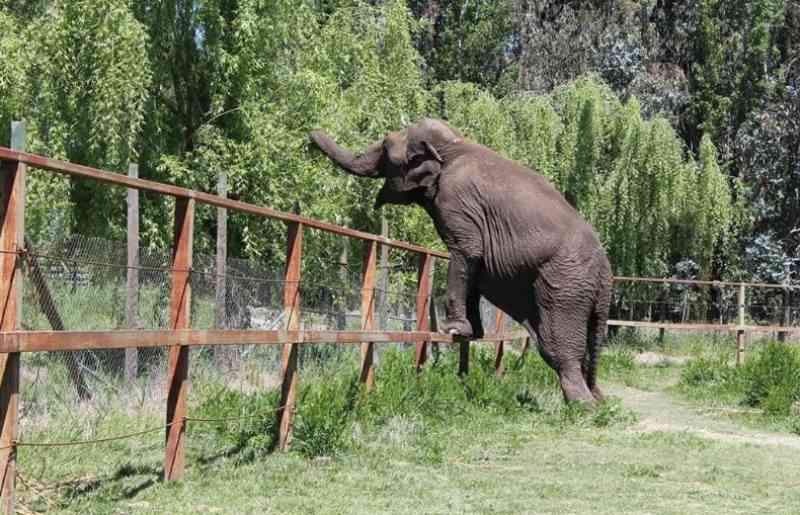 Explorada em circo, elefanta é resgatada e passa por Campinas, SP