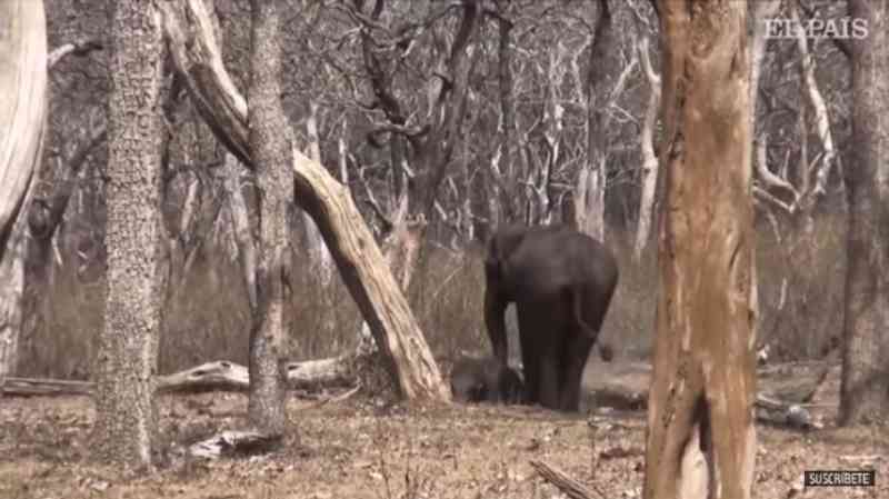 O lamento da elefanta asiática pela morte de um filhote