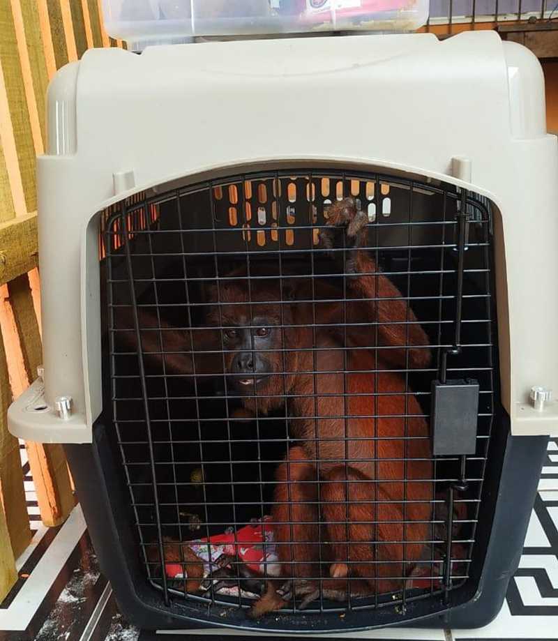 Macaco foi encontrado em casa do Conjunto Habitacional Cidade do Povo — Foto: Divulgação/Batalhão de Policiamento Ambiental
