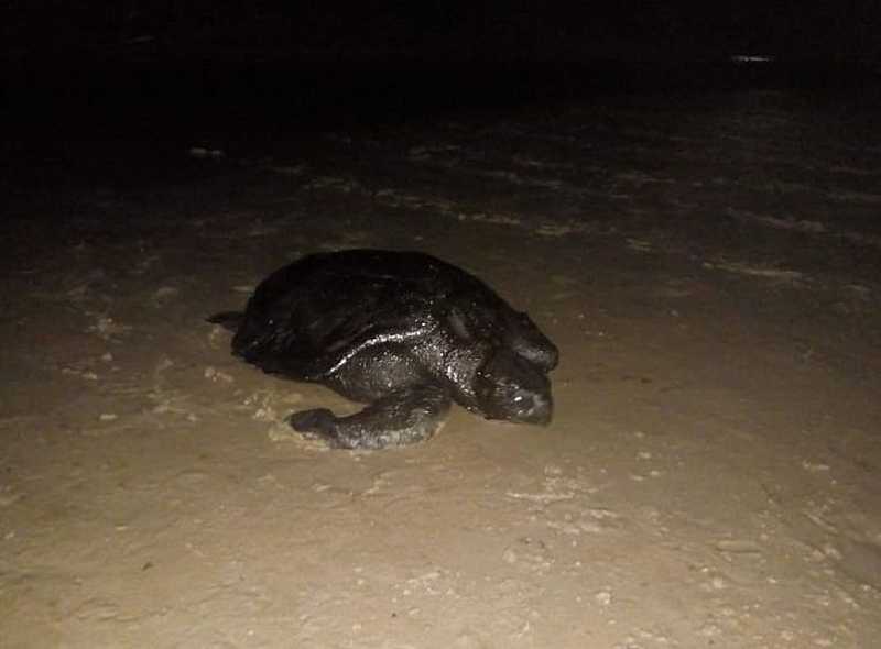 Tartaruga é resgatada após ser encontrada oleada no Pontal de Coruripe, em Alagoas