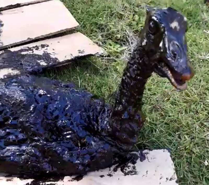Vídeo: ave é resgatada após cair em óleo coletado em Maragogi, AL
