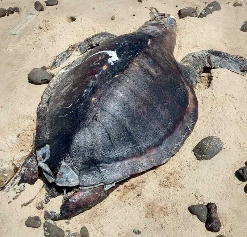 Duas tartarugas com manchas de óleo são encontradas no litoral alagoano