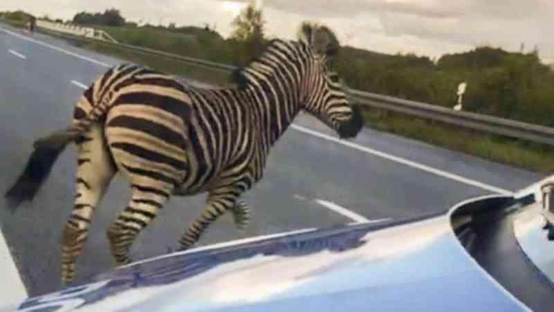 Zebra é morta a tiros após fugir de circo na Alemanha