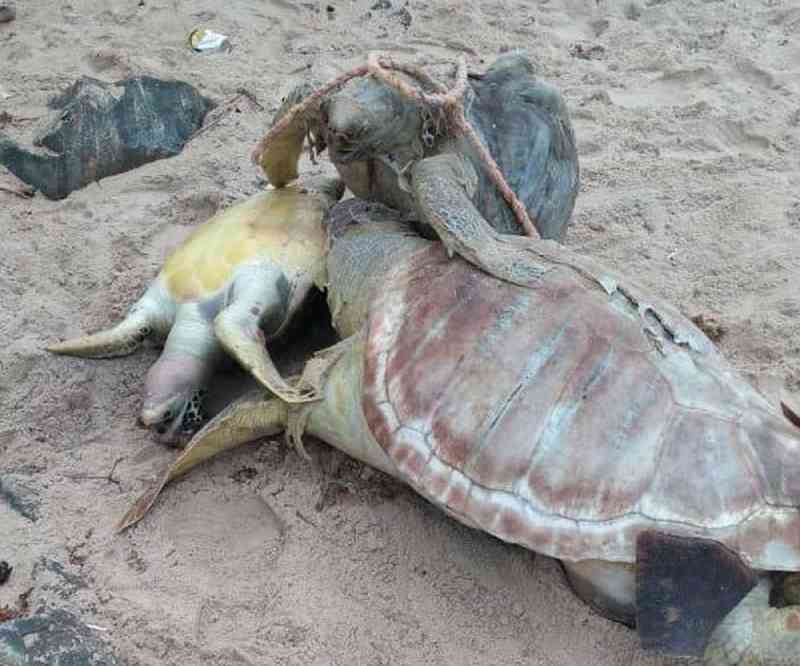 Tartarugas são encontradas mortas em Vera Cruz, na Bahia