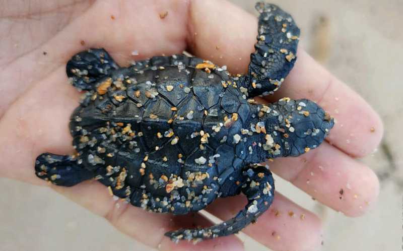 Sujo de óleo, filhote de tartaruga é encontrado morto em Lauro de Freitas, BA