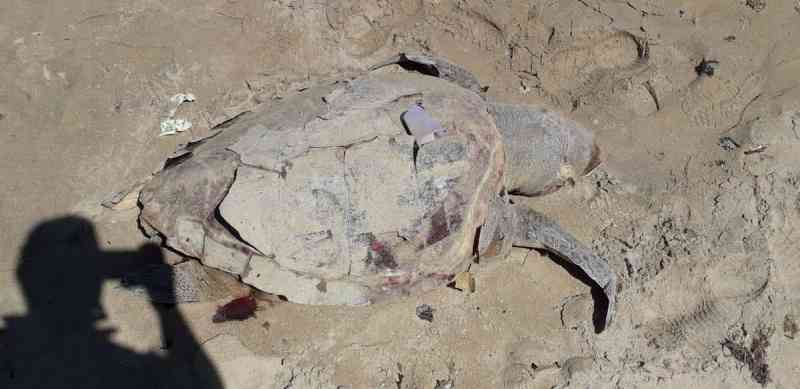 Tartaruga é encontrada morta em praia de Vera Cruz, na Bahia